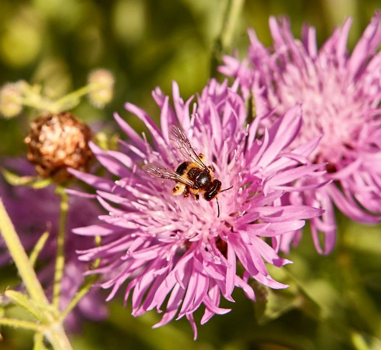 Wildbiene auf einer Blüte 