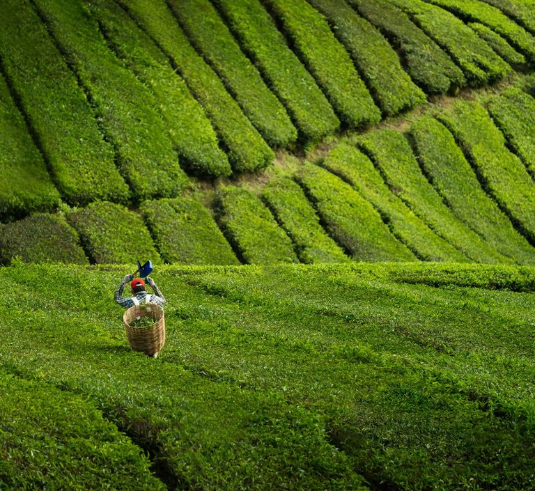 Ein Teepflücker geht mit seiner Ausrüstung durch ein grünes Teefeld. 