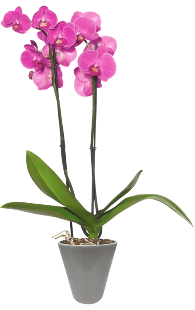 Pinke Orchidee in einem grauen Blumentopf