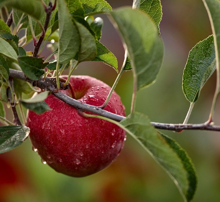 Nahaufnahme von einem Apfelbaum-Ast mit zahlreichen grünen Blättern und einem roten Apfel mit Tautropfen. 