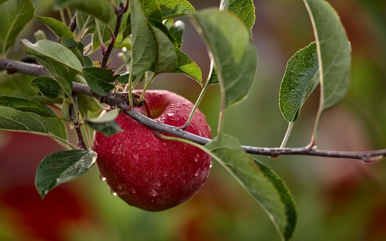 Nahaufnahme von einem Apfelbaum-Ast mit zahlreichen grünen Blättern und einem roten Apfel mit Tautropfen. 