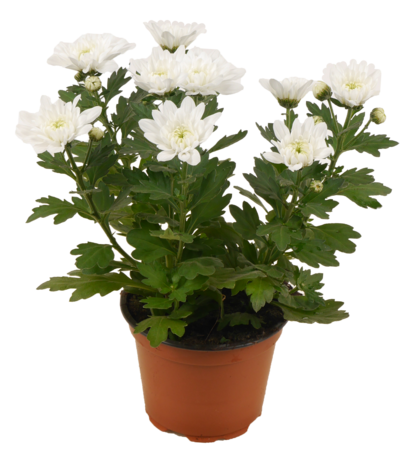Weiße Chrysanthemen 