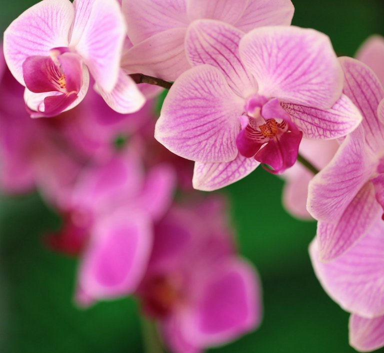 Nahaufnahme von pinken Orchideenblüten