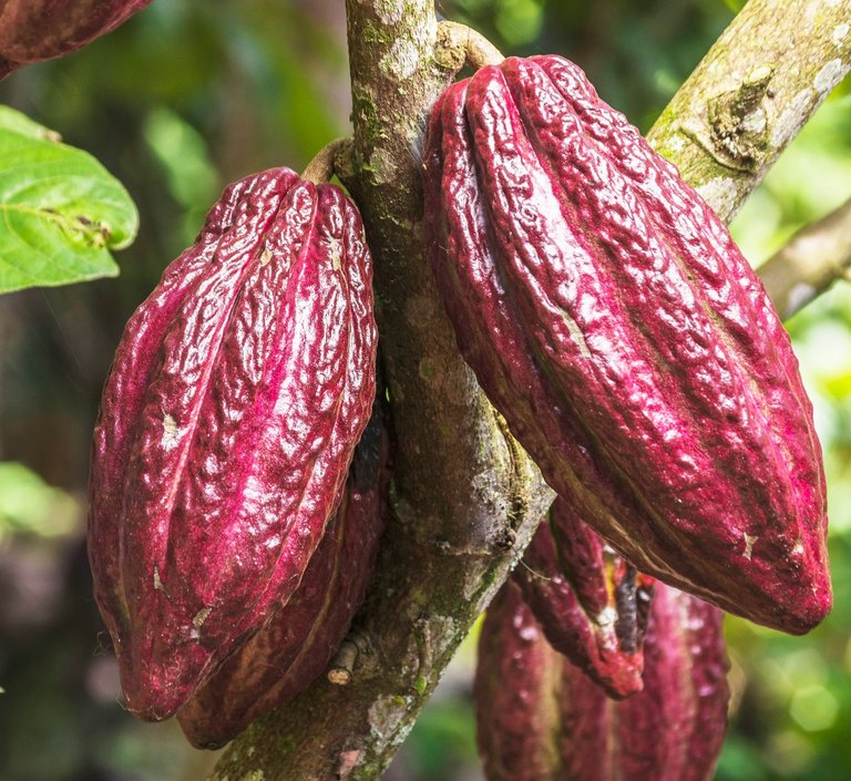 Nahaufnahme eines Kakaobaums mit Früchten
