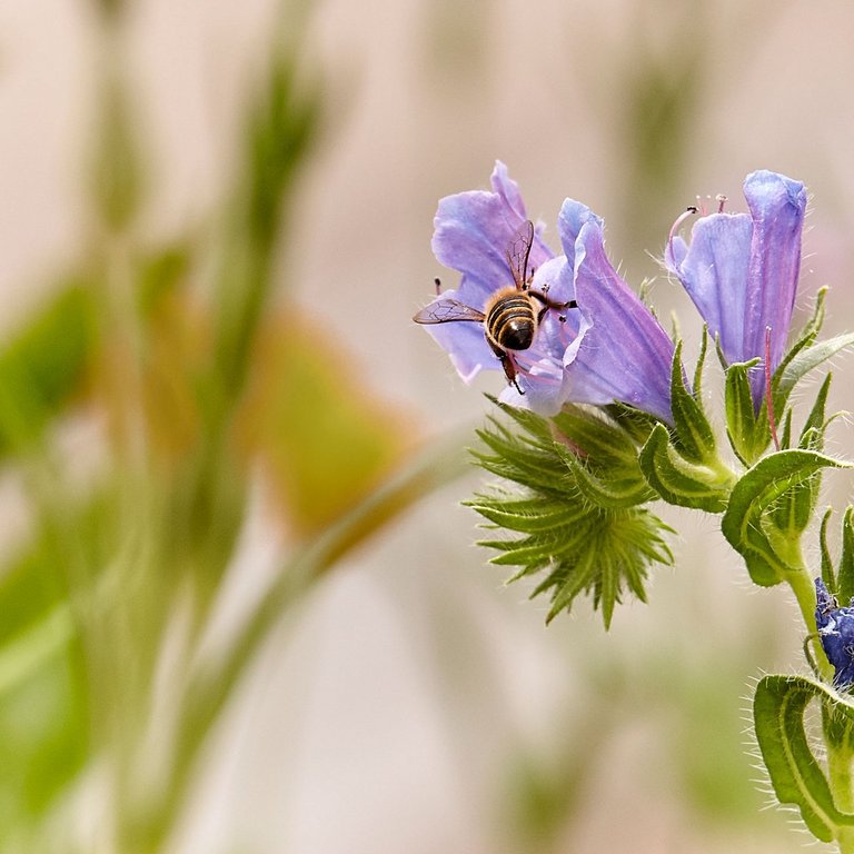 Der Fokus des Bildes liegt auf einer lila Blüte, in welcher eine Biene ist.