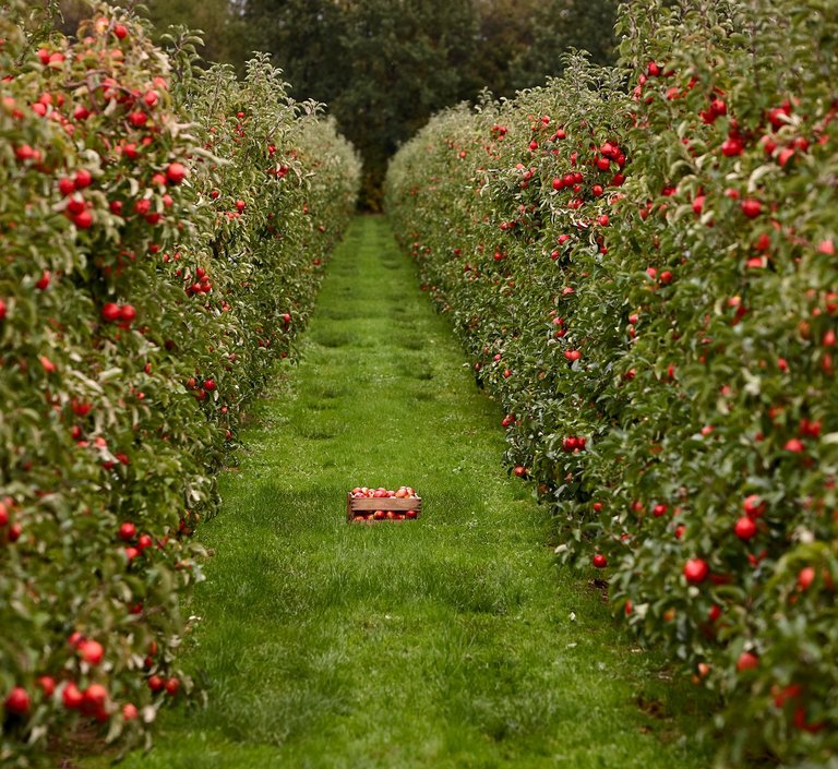 Zwei Reihen von Apfelbäumen, die eine Kiste gefüllt mit Äpfeln umgeben 
