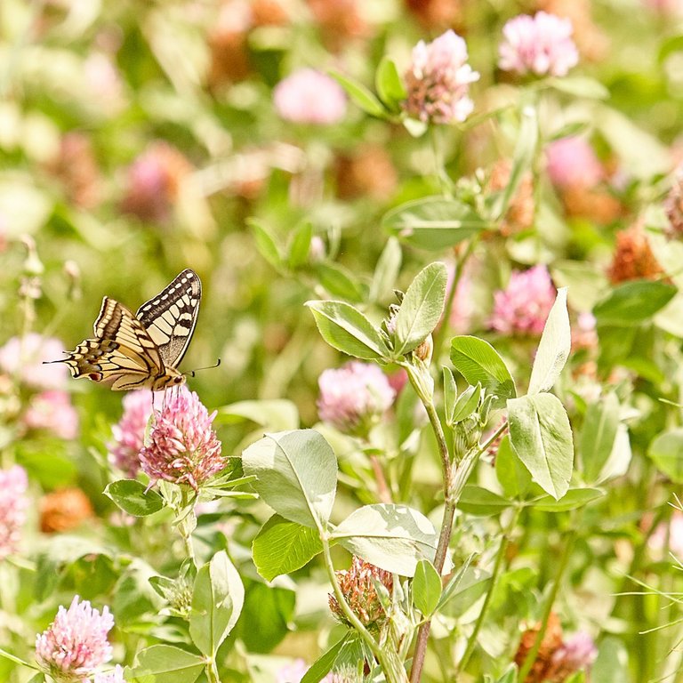 Der Fokus des Bildes liegt auf einem beige-braunen Schmetterling, welcher eine rosa Blüte eines blühenden Strauches anfliegt.