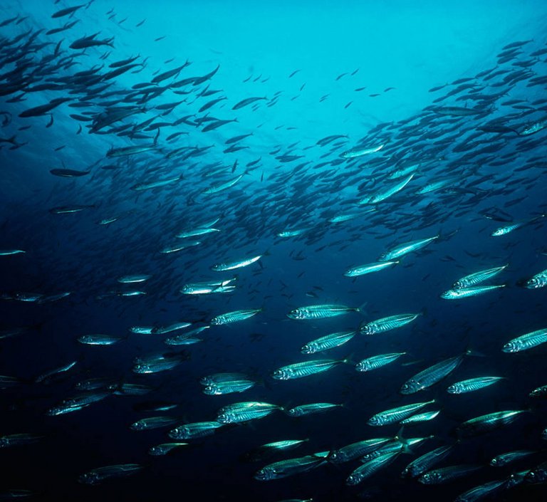 Ein Fischschwarm aus kleineren Fischen schwimmt durch das Meer. Das Bild zeigt hauptsächlich blaue Farbtöne. 